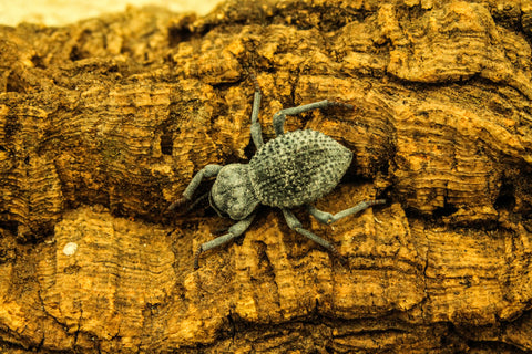 Blue Death Feigning Beetle