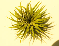 Air Plants