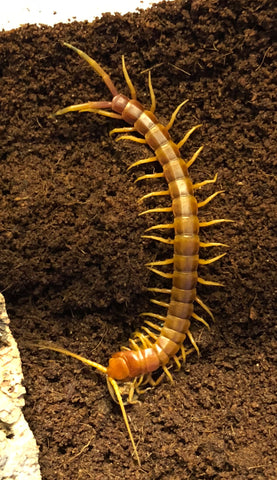 Peruvian Giant Yellow/Orange Leg Centipede (Robusta)