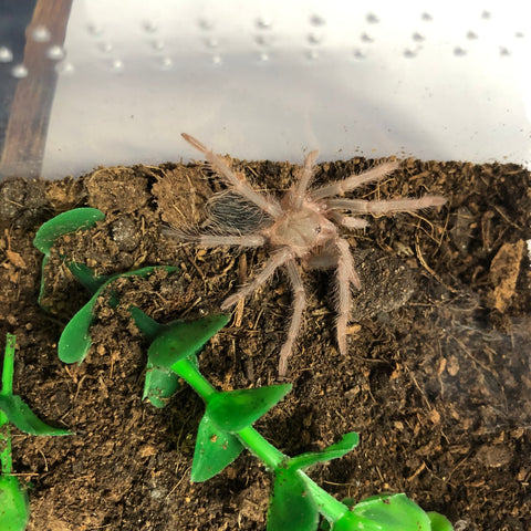 Salmon Pink Birdeater