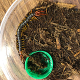 Vietnamese centipede