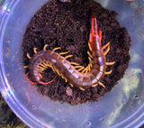 Vietnamese centipede