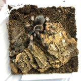 Mexican Red Knee