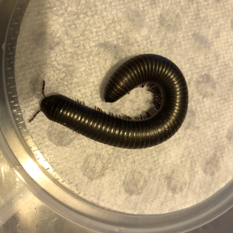 Giant African Millipede