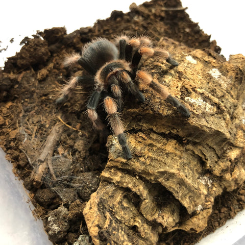 Mexican Red Knee