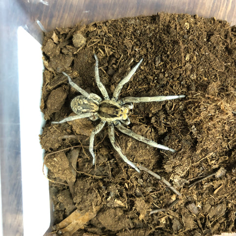 Wolf Spider