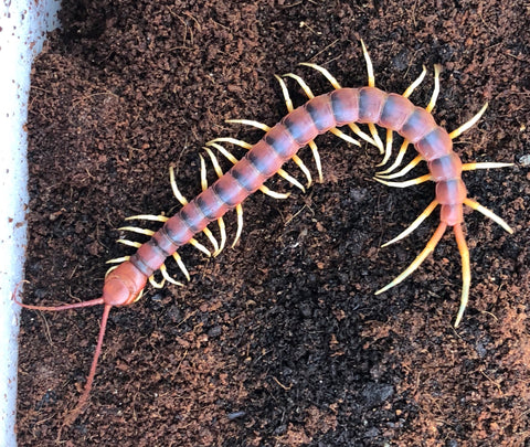 Peruvian Giant White Leg Centipede (Gigantea)