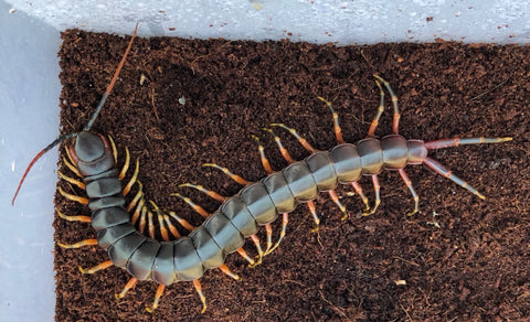 Darwins Goliath Centipede (Galapagoensis)