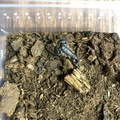 Tri-color Burrowing Scorpion babies