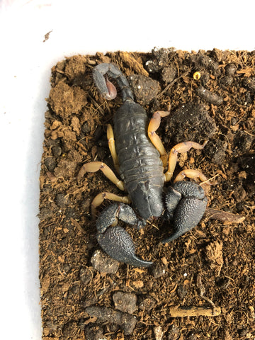 Tri-color Burrowing Scorpion