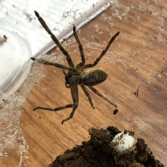 True Spiders