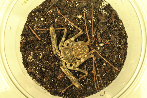 Tailless Whip Scorpion (Amblypygi)