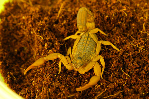 Congo Scorpion