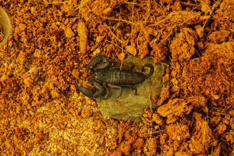 Flat Rock Scorpion