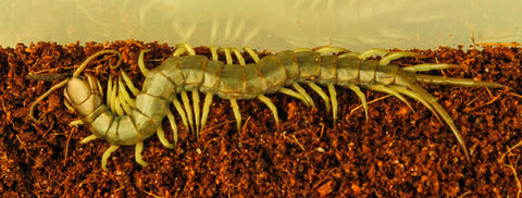 Philippine Green Centipede (Subcrustalis)