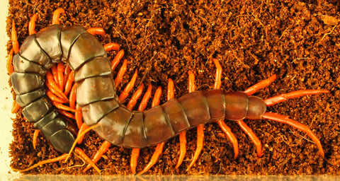Philippines Giant Centipede (Spinosissima)