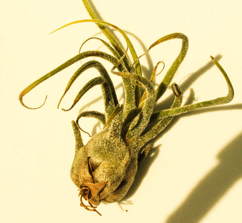 Tillandsia Pruinosa