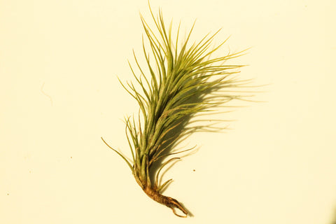 Tillandsia funckiana