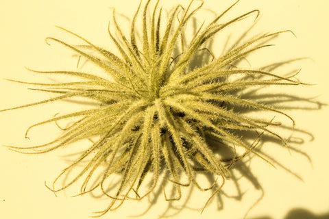 Tillandsia tectorum