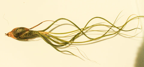 Tillandsia butzii