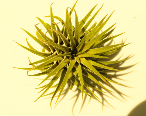Tillandsia ionantha rubra