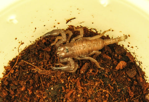 Asian Forest Scorpion Baby
