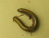 Bumblebee Millipede