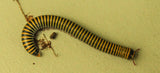 Bumblebee Millipede