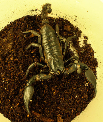 Asian Forest Scorpion - Adult