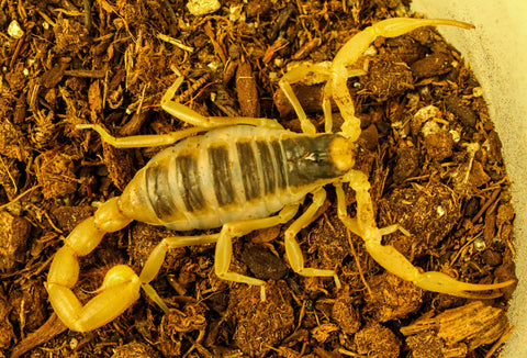 Desert Hairy Scorpion